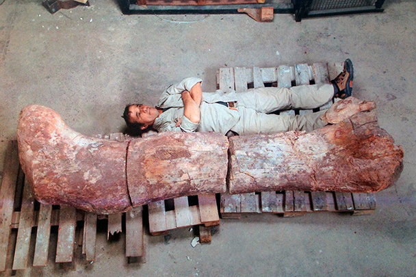 На фото – найденная кость самого большого, как уверяют палеонтологи, динозавра, жившего на Земле около 90 млн лет назад. По предварительным оценкам, ящер мог достигать 9 метров в высоту