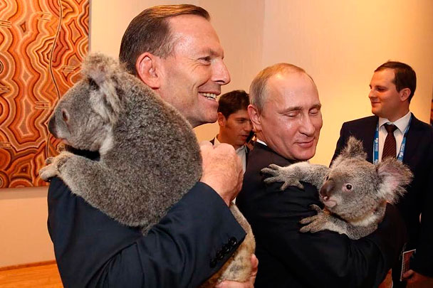 Президент России Владимир Путин и премьер-министр Австралии Тони Эбботт на приеме в честь лидеров саммита G20 сфотографировались с коалами. Утром фотосессии с умилительными животными устраивали супруги глав «двадцатки». До начала саммита коал нарочно учили обниматься с незнакомыми людьми