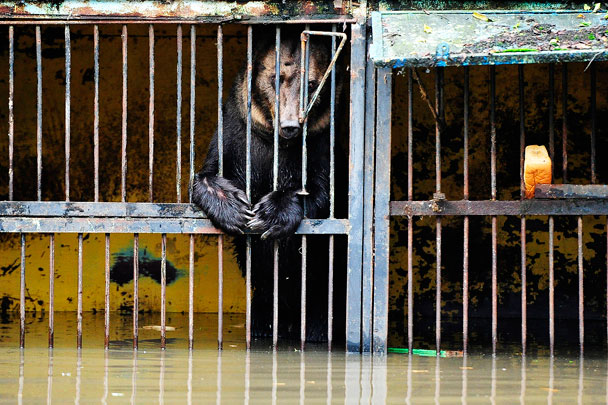 Часть обитателей уссурийского зоопарка «Чудесный» стали жертвами паводка, вызванного бушевавшим в Приморском крае тайфуном «Гони». Многие дикие звери пострадали от воды и голода. Всего в двух зоопарках городского округа погибли около 30 животных