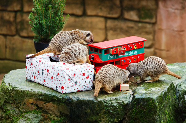Животные в зоопарках всего мира начали отмечать Новый год и Рождество. Сотрудники зооботсадов приготовили для них особые подарки. Например, сурикатов в Ганноверском зоопарке угостили насекомыми, которых им еще предстоит добыть