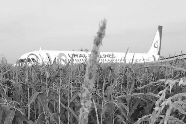 Самолет А321 авиакомпании «Уральские авиалинии» в четверг совершил экстренную посадку в кукурузное поле неподалеку от Жуковского из-за попадания в двигатели самолета птиц. Благодаря грамотным действиям пилотов 226 пассажиров и семь членов экипажа остались живы 