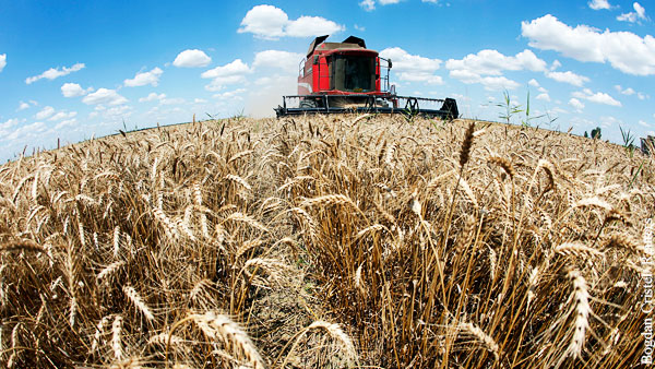 Украинская пшеница мешает зарабатывать российским крестьянам