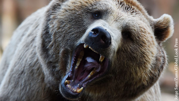 Медведь в Якутии убил бывшего депутата