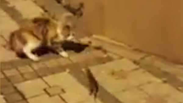 Ошеломленный нападением крысы кот рассмешил пользователей Сети
