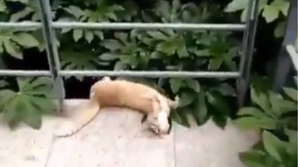 Упавший с балкона разнежившийся кот позабавил соцсети