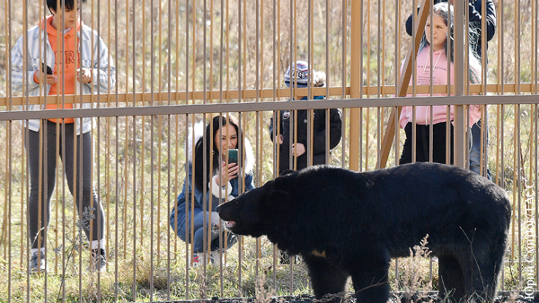В России появился приют для одомашненных медведей