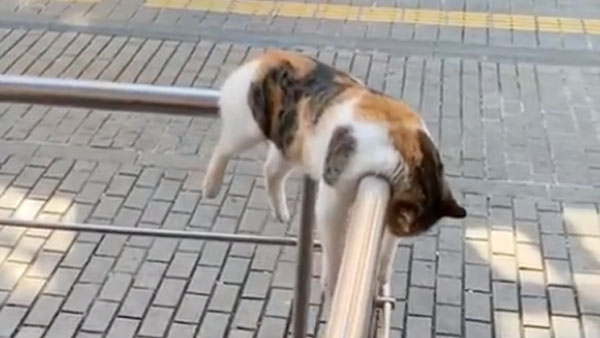Прохлаждающийся в Стамбуле кот покорил Сеть