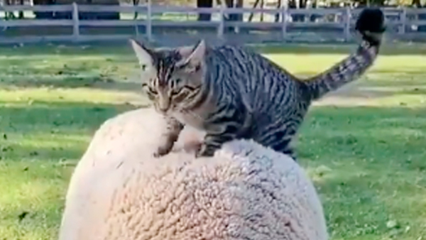 Гармония кота-массажиста и овцы восхитила соцсети