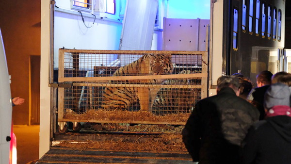 Директор дагестанского зоопарка рассказала о задержанных в Польше тиграх