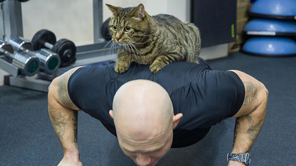 Толстому коту Виктору начал помогать с похудением профессиональный тренер