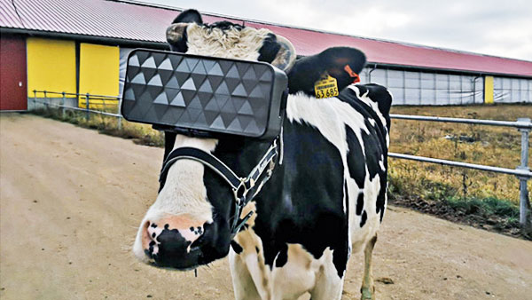 В Подмосковье коровам выдали VR-очки