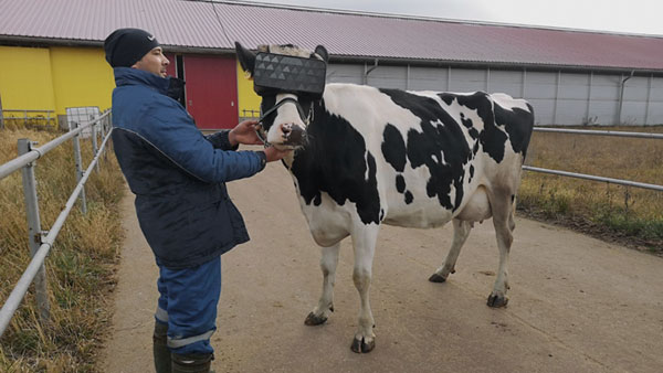 Животновод оценила пользу виртуальной реальности для коров