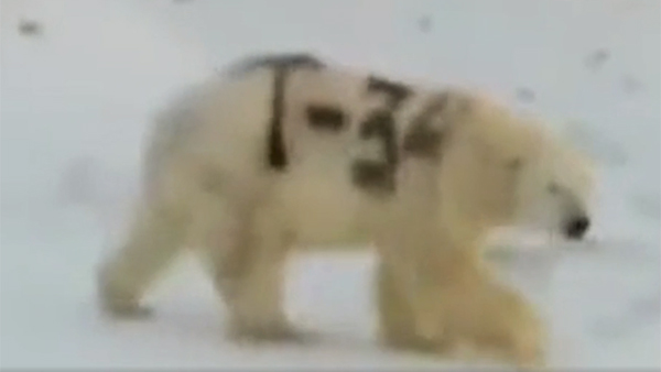 Белый медведь с надписью «Т-34» на боку озадачил ученых