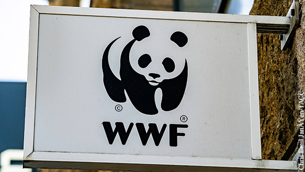 В WWF предположили, что краска не навредит медведю с надписью «Т-34» 