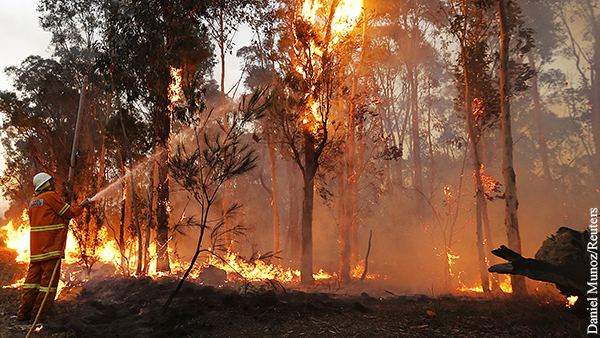 Пожары уничтожили 20% эвкалиптовых лесов в Голубых горах Австралии