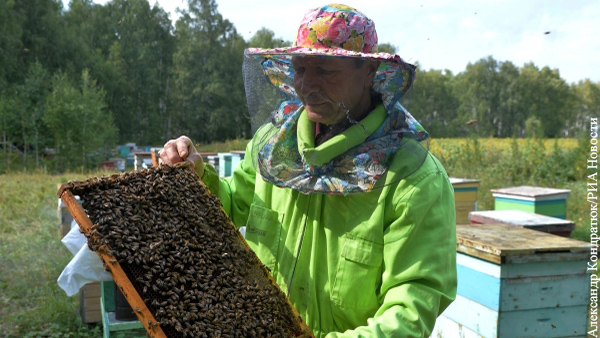 В Рязанской области запланировали создание реестра пчеловодов