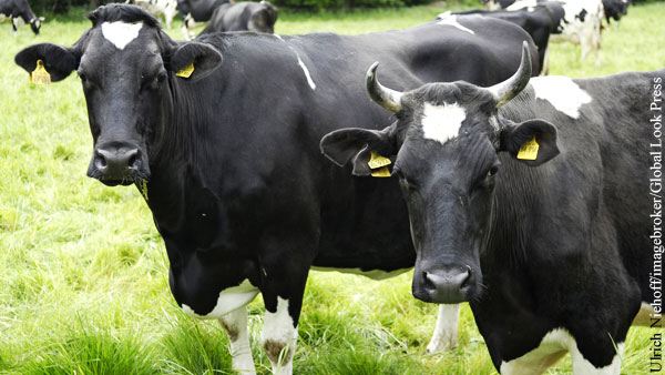 Россия сохранила запрет на поставку молока и мяса с 20 предприятий Белоруссии