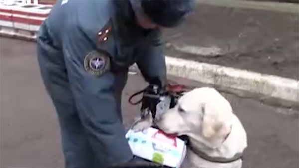 Спасенный в Магнитогорске Ваня Фокин поздравил собаку-спасателя с Новым годом