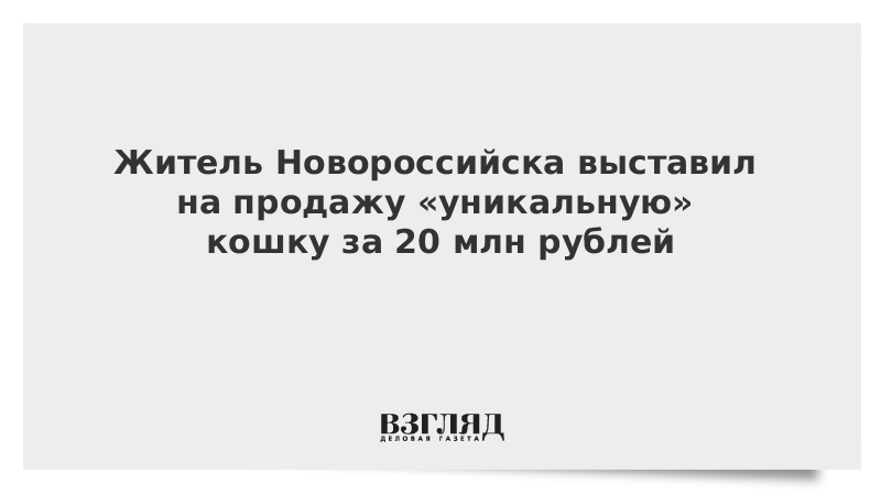 Житель Новороссийска выставил на продажу «уникальную» кошку за 20 млн рублей