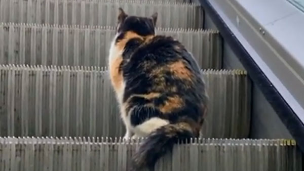 Умная кошка на эскалаторе восхитила соцсети