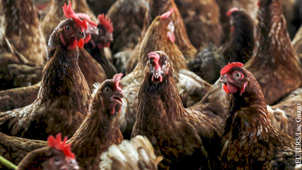 Общество: Коронавирус усилился птичьим гриппом