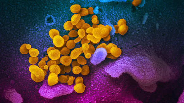 Ученые открыли новый путь проникновения коронавируса в организм