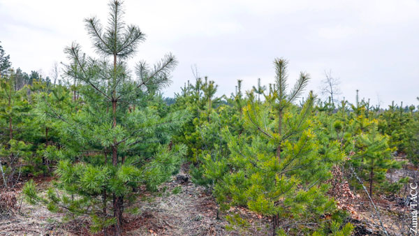 В Татарстане в рамках нацпроекта «Экология» восстановили 2,5 тыс. гектаров леса