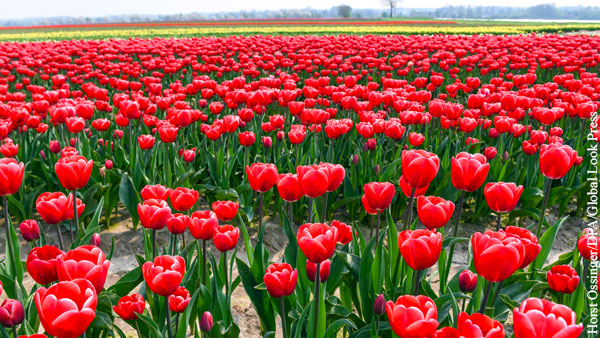 В Нидерландах из-за коронавируса уничтожили 140 млн тюльпанов