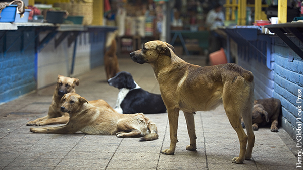 В заражении людей коронавирусом обвинили бродячих собак