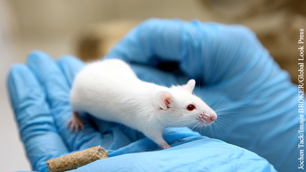 США поставят России гуманизированных мышей для испытания вакцины от COVID-19