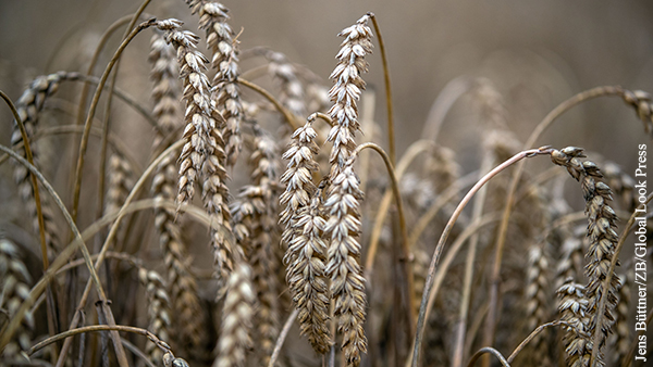Россия приостановит вывоз зерна во все страны, кроме ЕАЭС