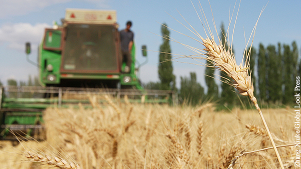 В США предсказали один из крупнейших урожаев пшеницы в России