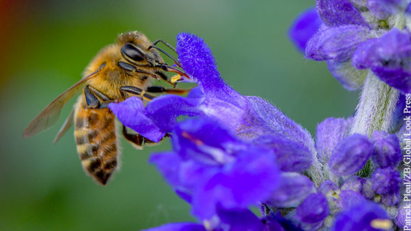 Пандемия положительно сказалась на популяции пчел в мире