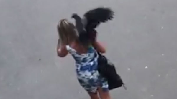 Ворона напала на женщин в Тбилиси