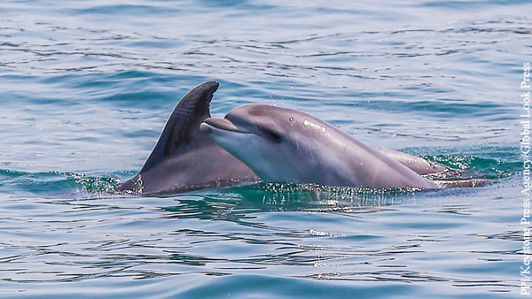 В Финском заливе впервые за 85 лет появились дельфины
