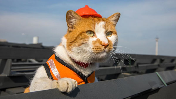 Символ Крымского моста кот Мостик нашел новую работу