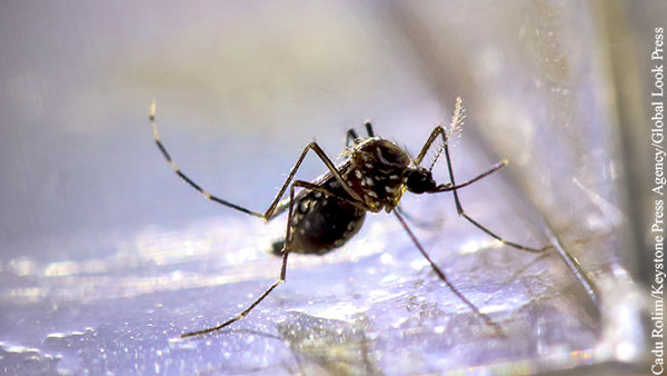 Ученые превратили самок комаров в некусающих самцов