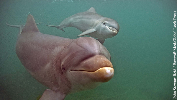 В Крыму обнаружили зарезанных детенышей дельфинов
