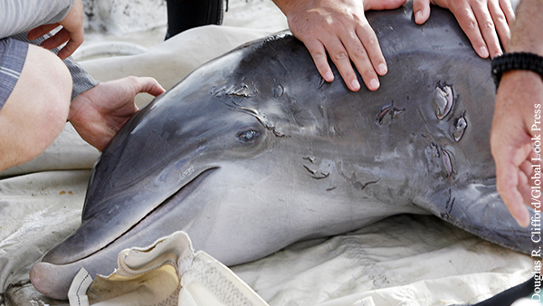 Крымские экологи указали на виновных в смерти детенышей дельфинов