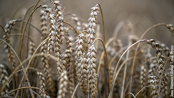 Американские СМИ: Россия может превратить пшеницу в политическое оружие