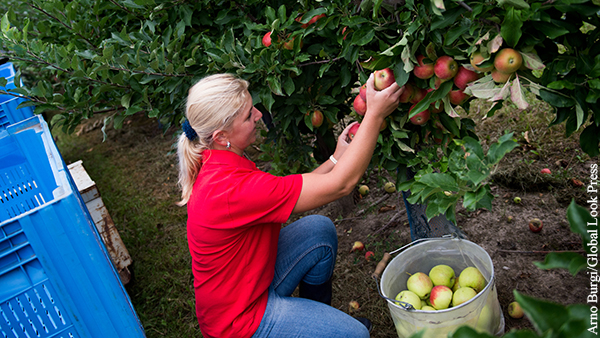 Сборщиков польских яблок назвали «украинскими специалистами»