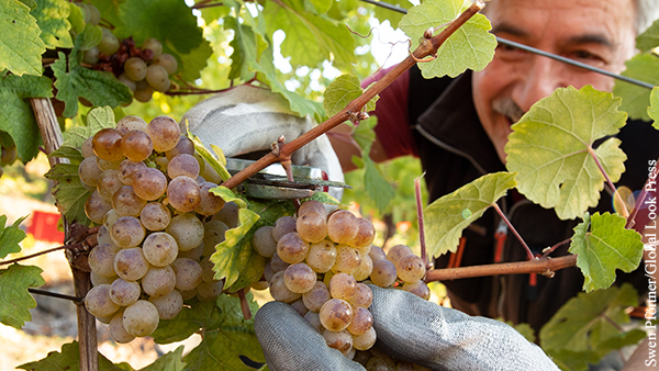 Крымские ученые начали эксперимент по выращиванию саженцев винограда в пробирке