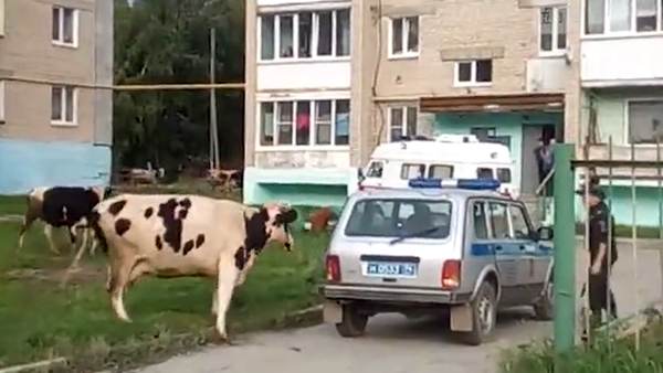 Коровы под Челябинском напали на полицию