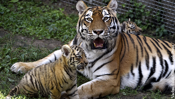 В московском зоопарке родились амурские тигрята