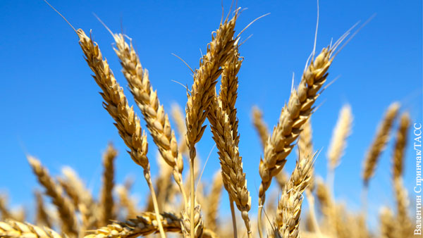 На Западе заявили о превращении России в главного экспортера пшеницы