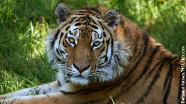 В ООН признали образцовым опыт России в сохранении амурских тигров