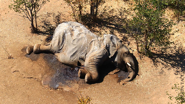 Появилось объяснение «катастрофического вымирания» слонов в начале года