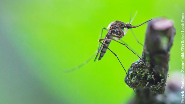 В Турции завелся опасный вид комара