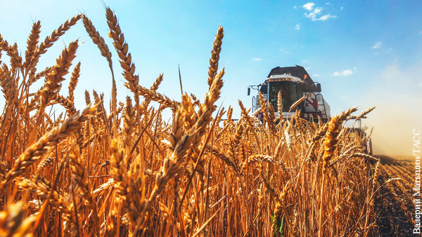 Урожай пшеницы в России в 2020 году стал вторым в истории