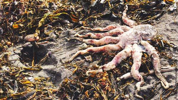 Академик РАН раскритиковал версию «Гринпис» о причинах гибели животных на Камчатке